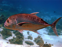 giant trevally by Cigdem Cooper 